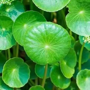 زيت الجوتوكولا