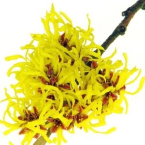 خلاصة بندق الساحرة المائيه