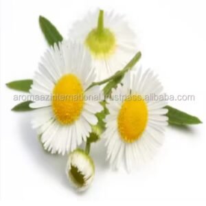 خلاصة ماء البابونج الالمانيه